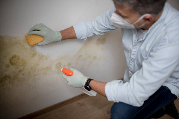 Certified Mold Removal in Henderson, LA