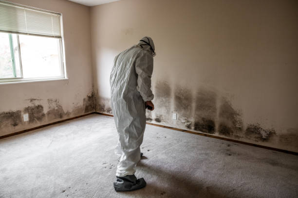 Trusted Henderson, LA Mold Removal Experts